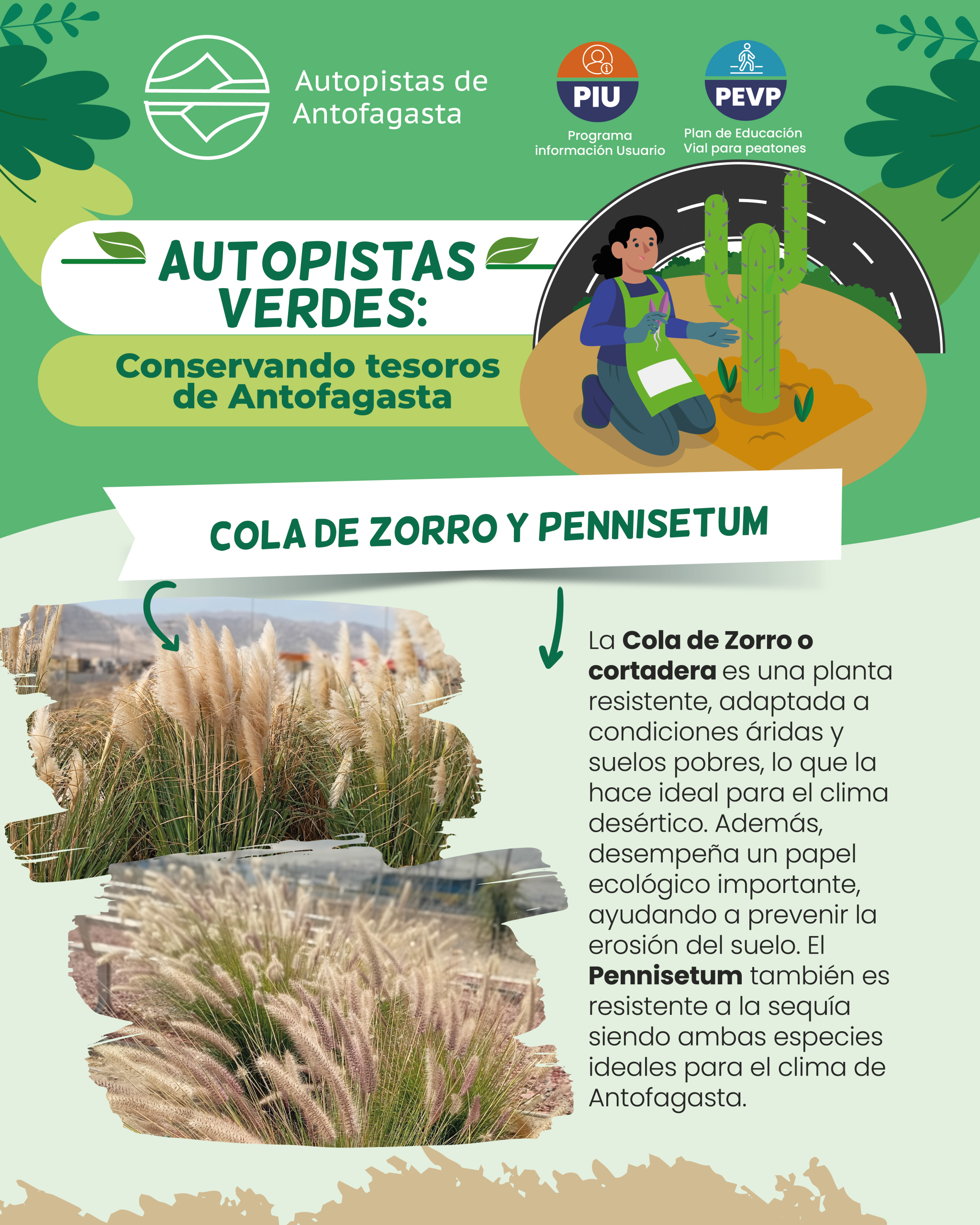 Cola de zorro y pennisetum